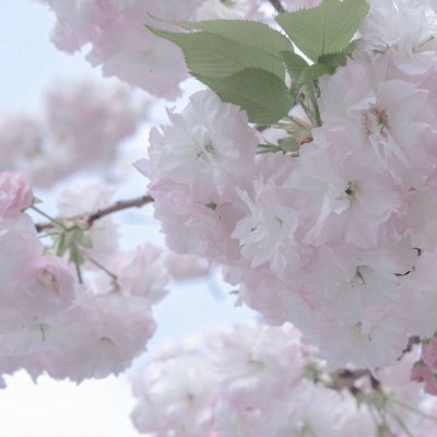 二次元兽设设计技巧Furry群